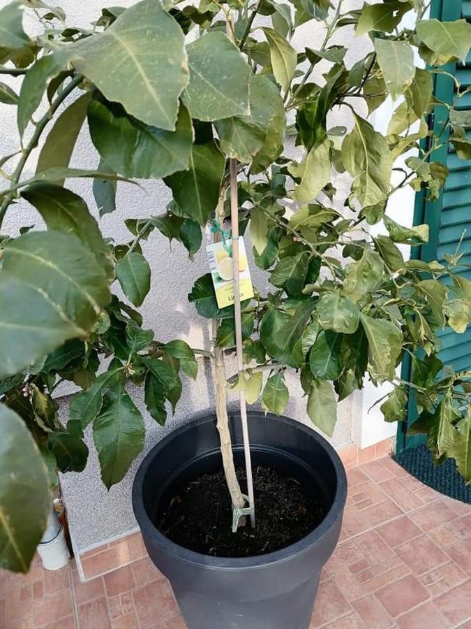 דירות מאלי לוסיניי Dairos מראה חיצוני תמונה